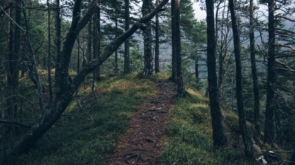 adventure-forest-nature-4029-824x550