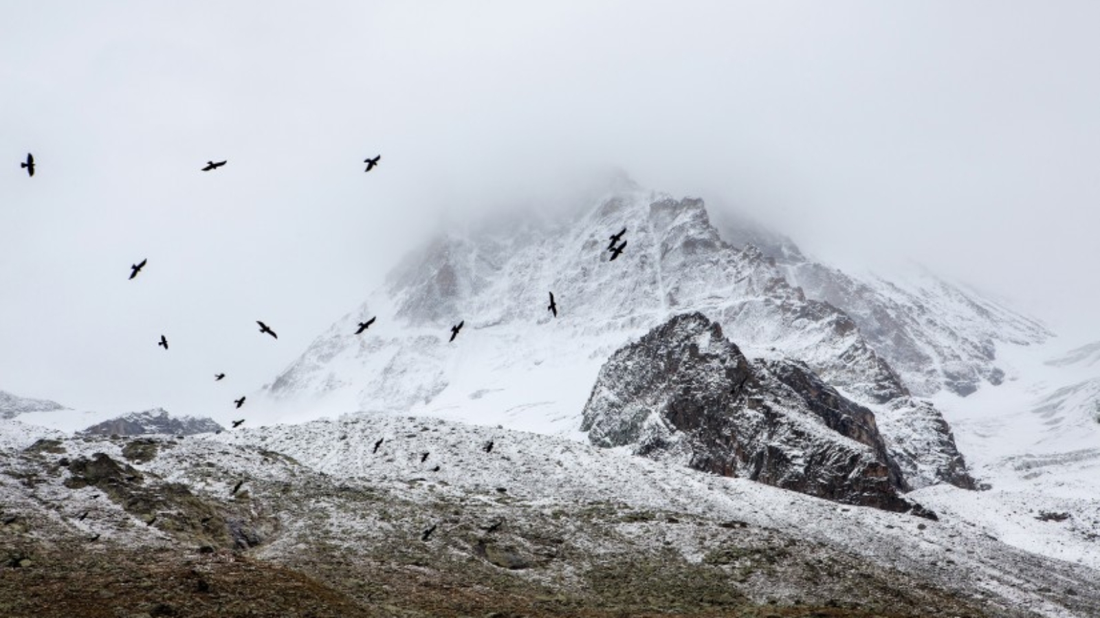 birds-cold-fog-4037-825x550