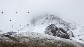 birds-cold-fog-4037-825x550