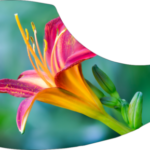 drop-pickupguard-beautiful-flower-e1581553156337.png