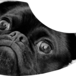 drop-pickupguard-pug-e1581283941440.png